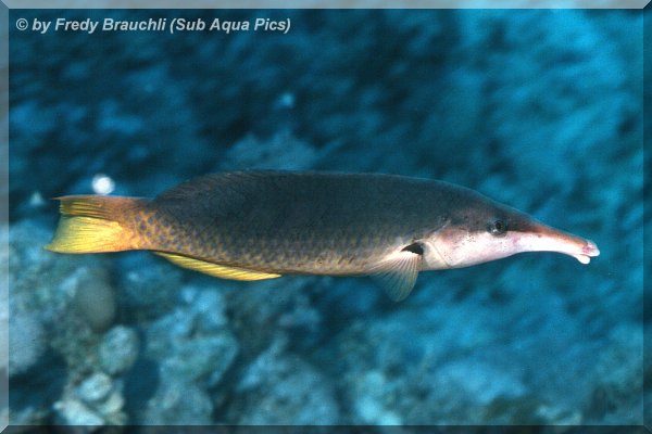 Bird Wrasse Fish