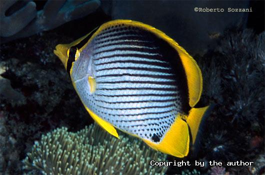 Blackback Butterflyfish Chaetodon Melannotus Picture Butterfly Fish Gooddive Com